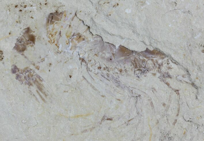 Cretaceous Fossil Shrimp - Lebanon #61552